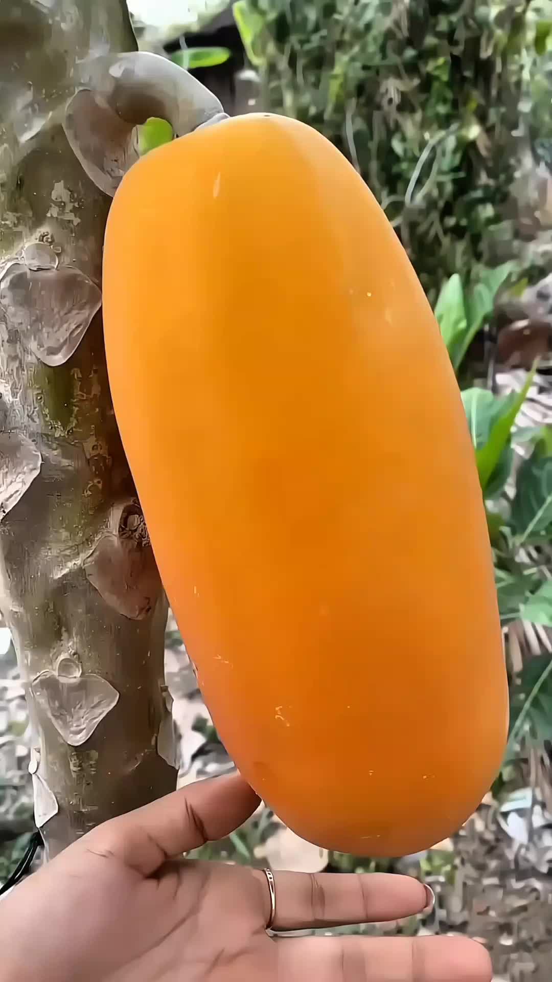 @Food & fruit 🍑