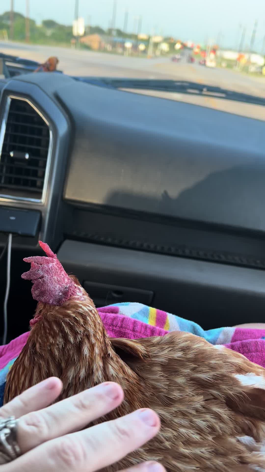 @TX City Farm Girl