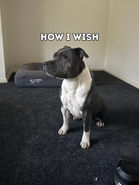 @Happy Staffy Co