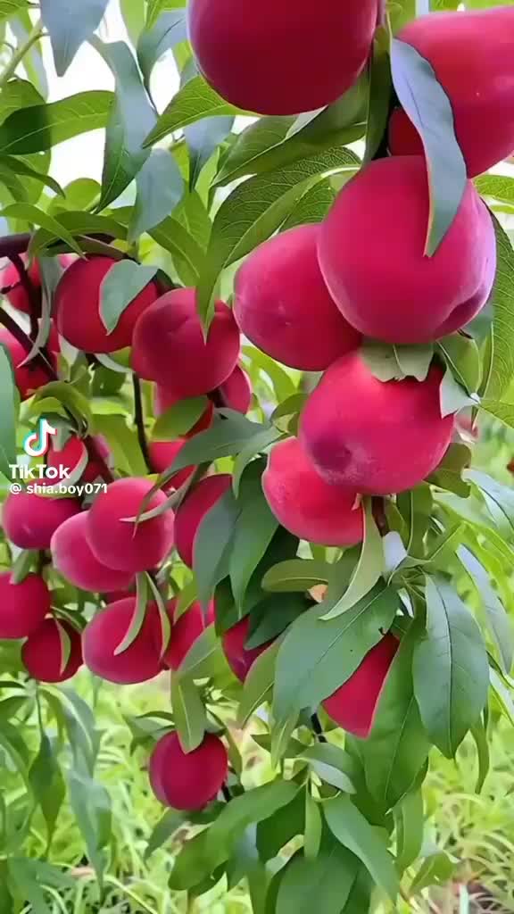 @❤️آصف بھائی ❤️