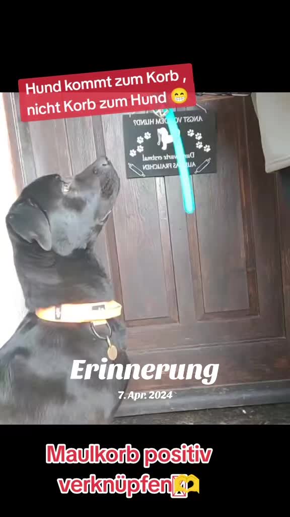 @hundumgluecklichx4