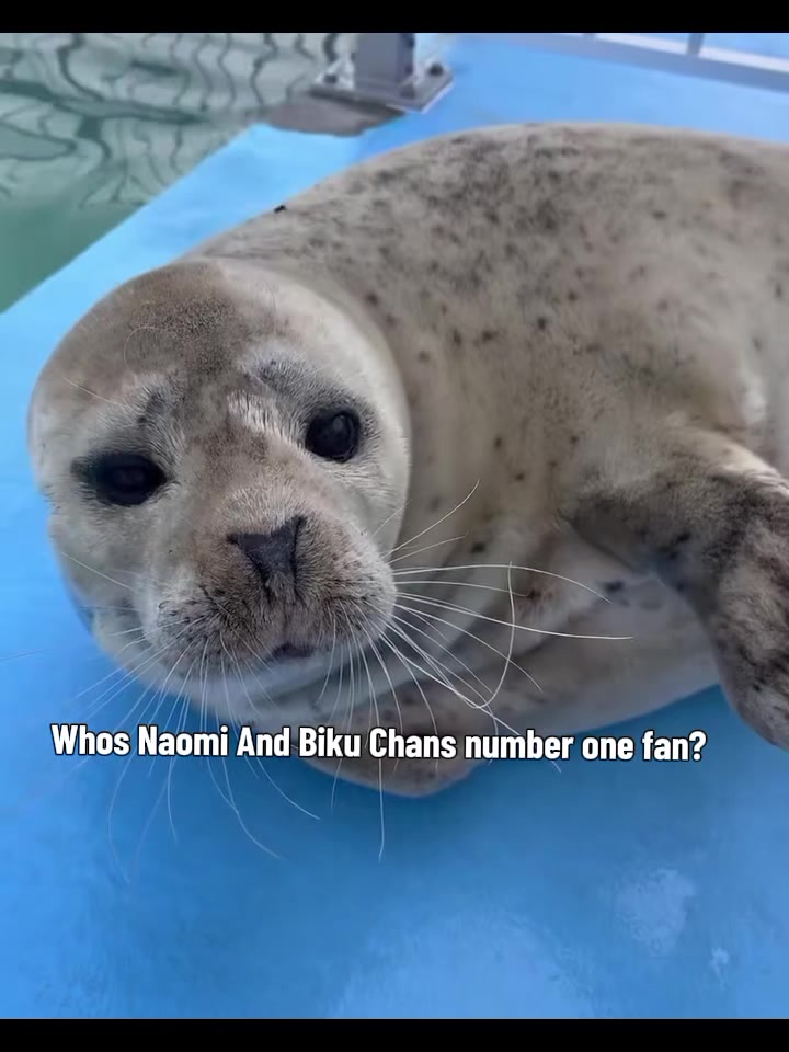 @Whysosealious?