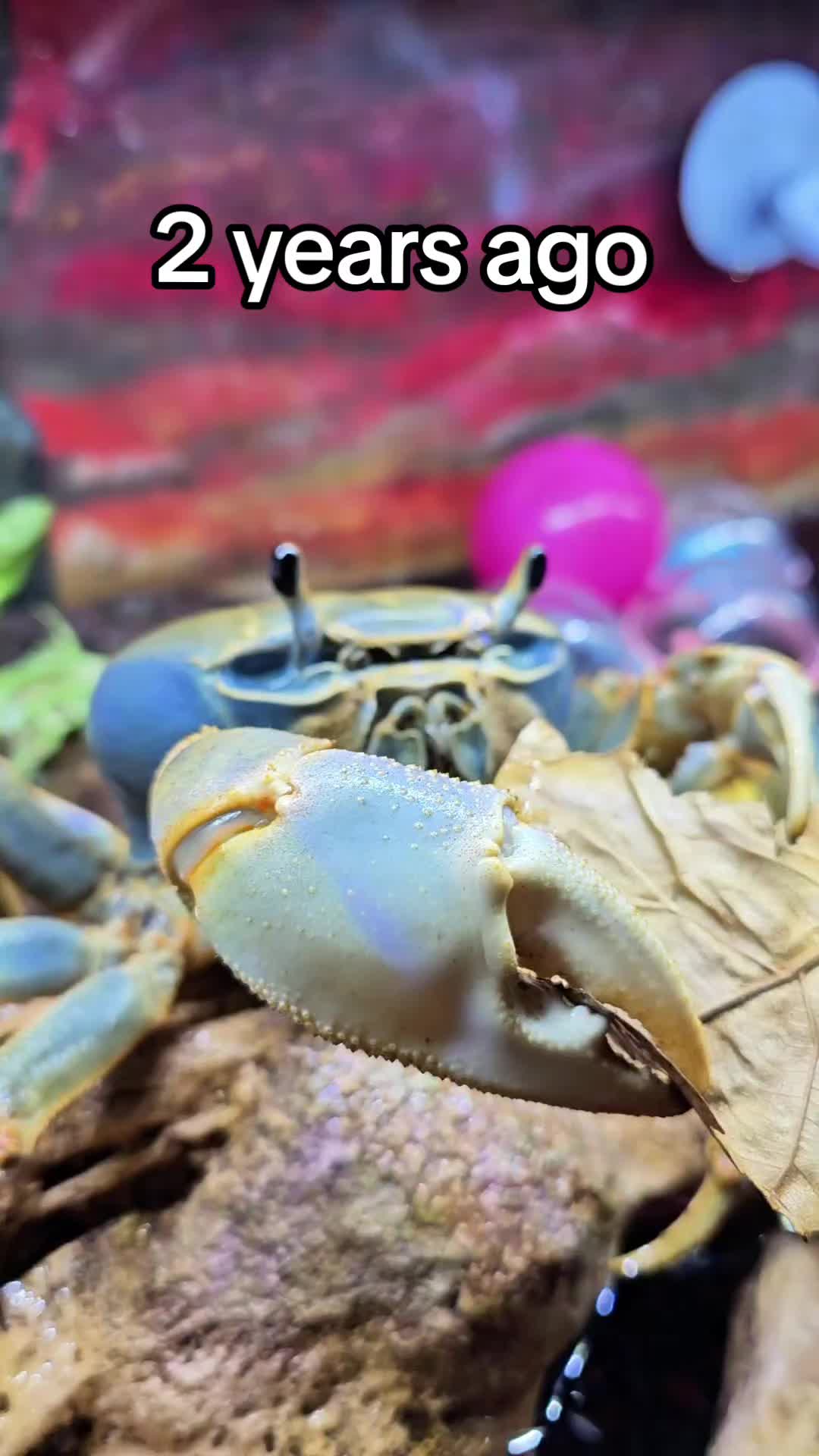@Howie The Crab