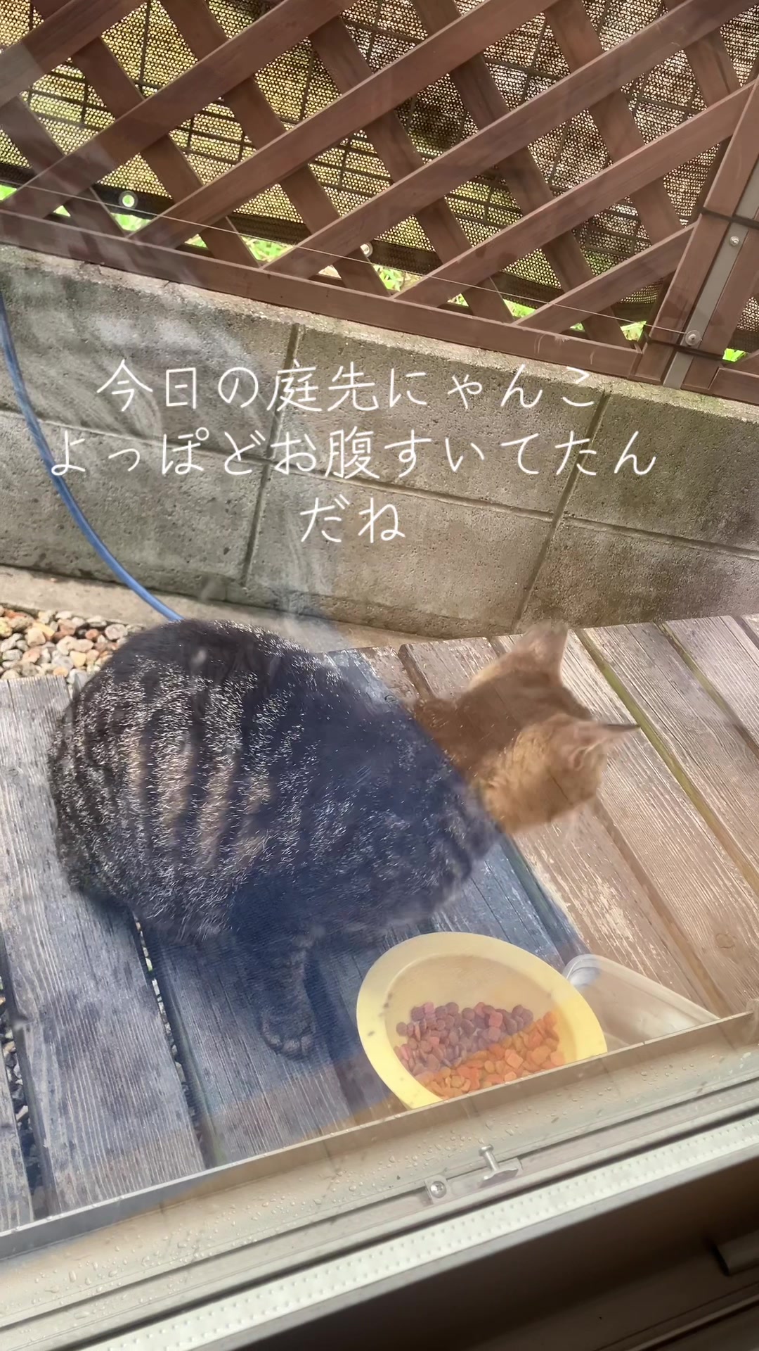 @にゃん⭐︎にゃんZ