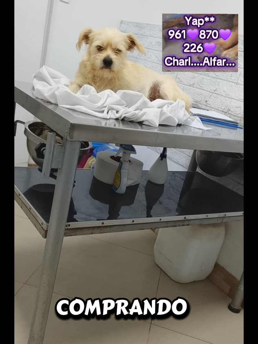 @Will AnimaLover
