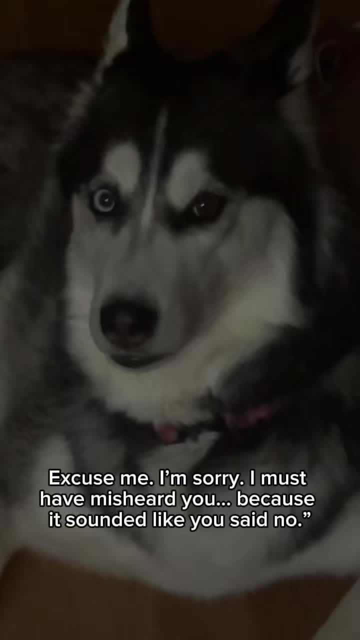 @FourHuskyteers