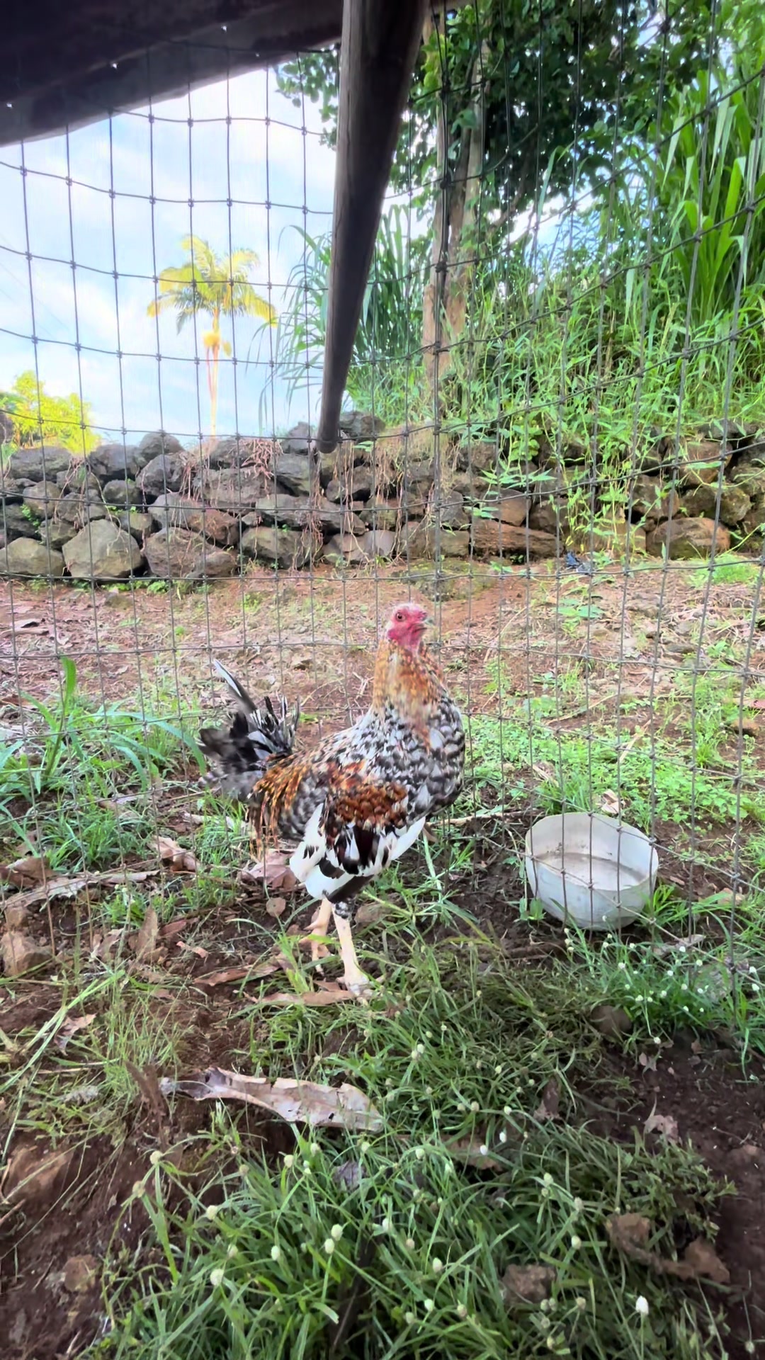 @ltowngamefowl