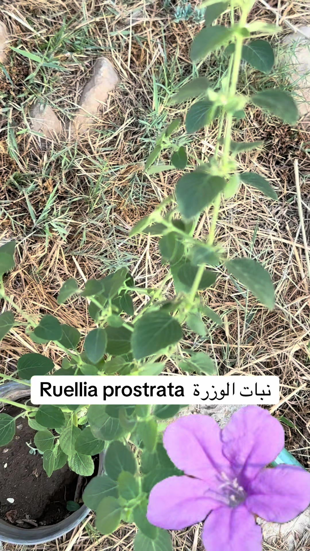 @obidaloni