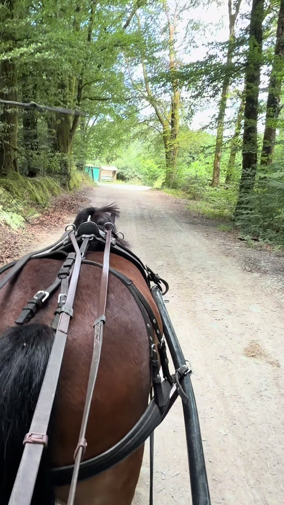 @Dartmoor Carriages