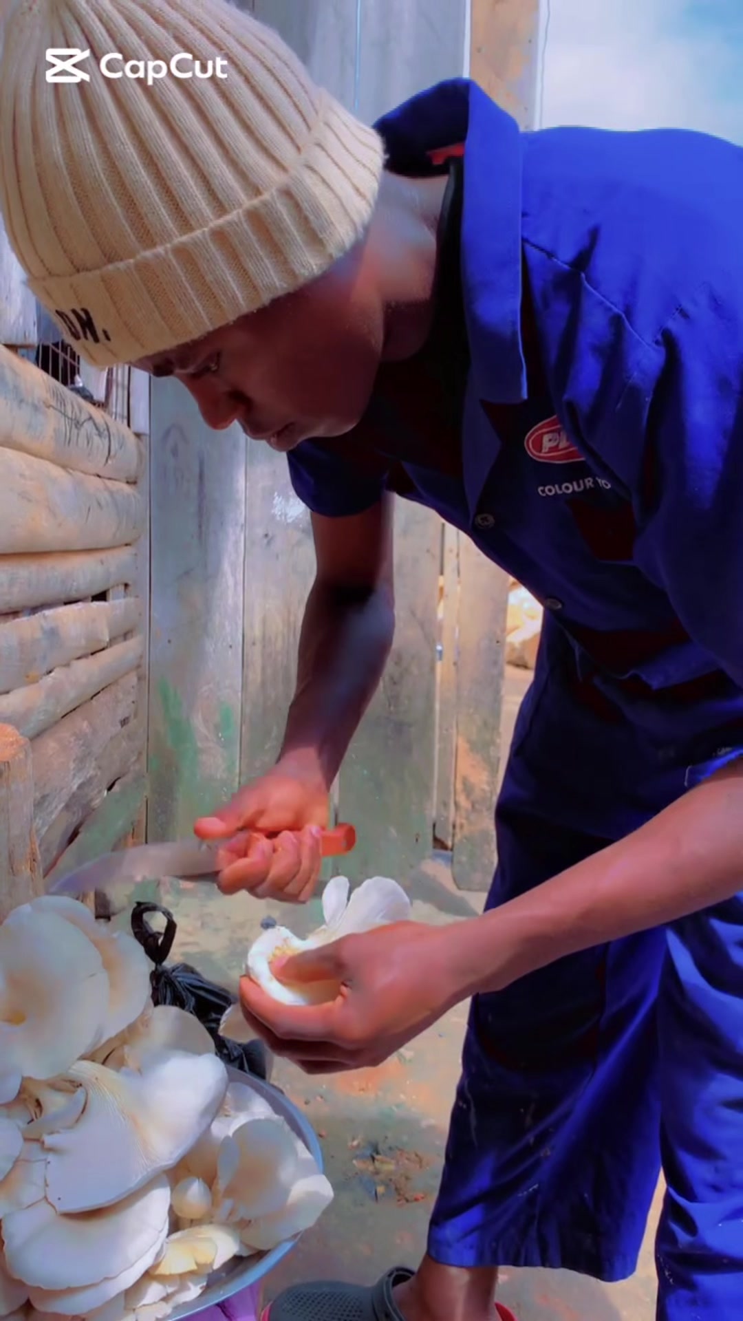 @BLESSED AGRICULTURAL MUSHROOM
