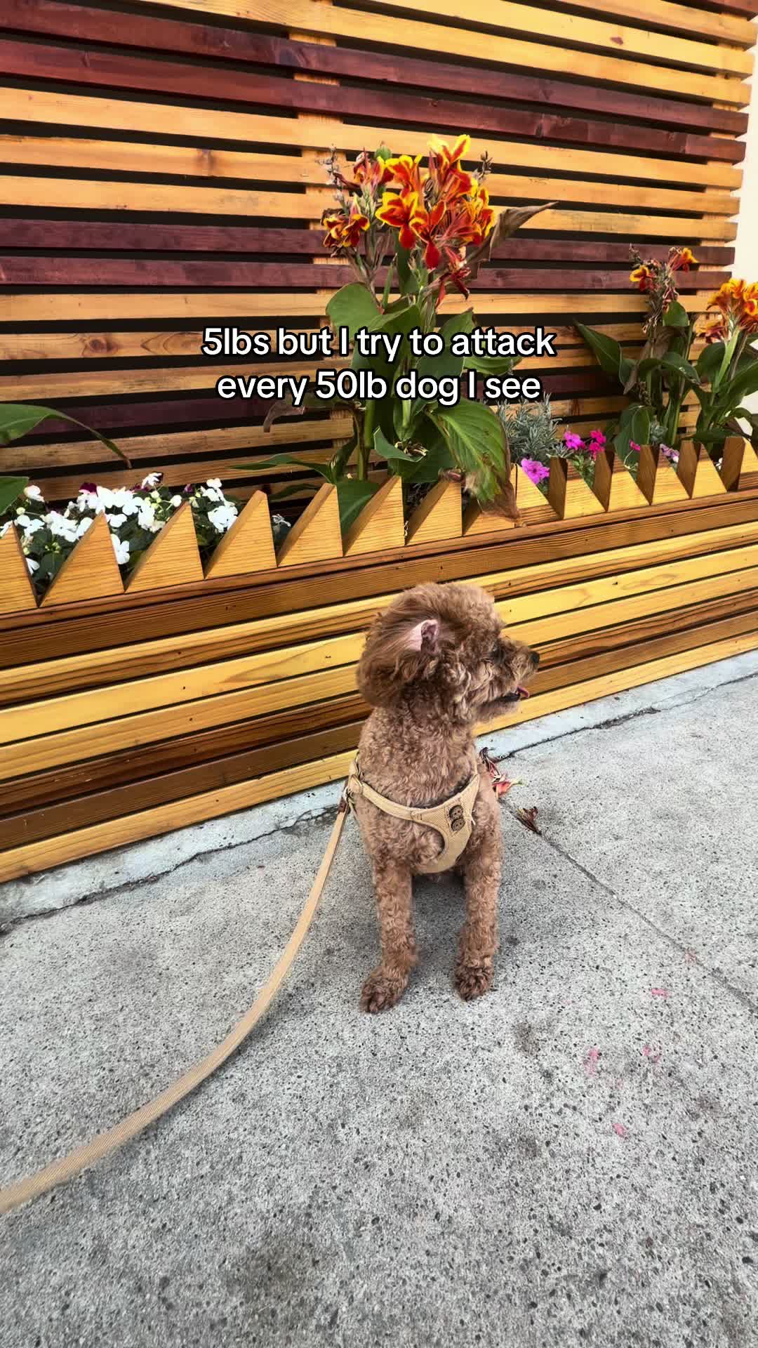 @enzoprincethepup