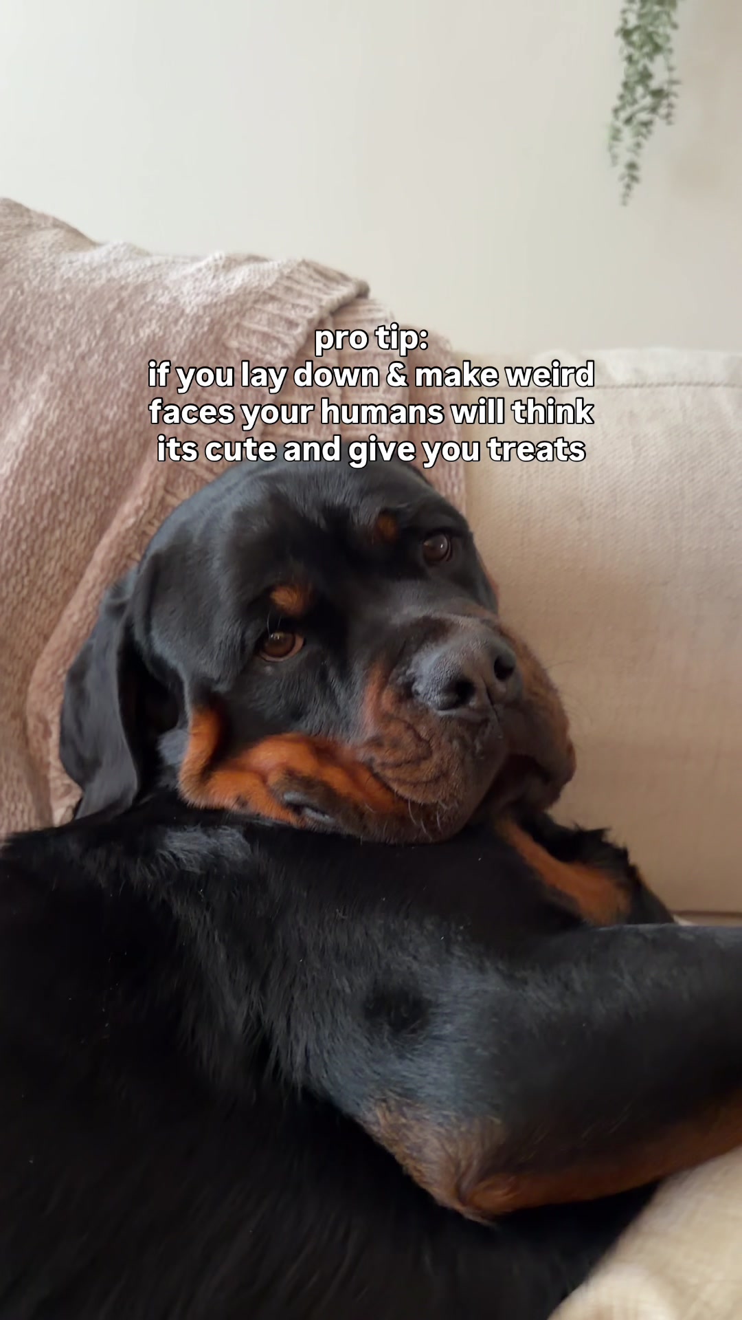 @Rex the Rottweiler