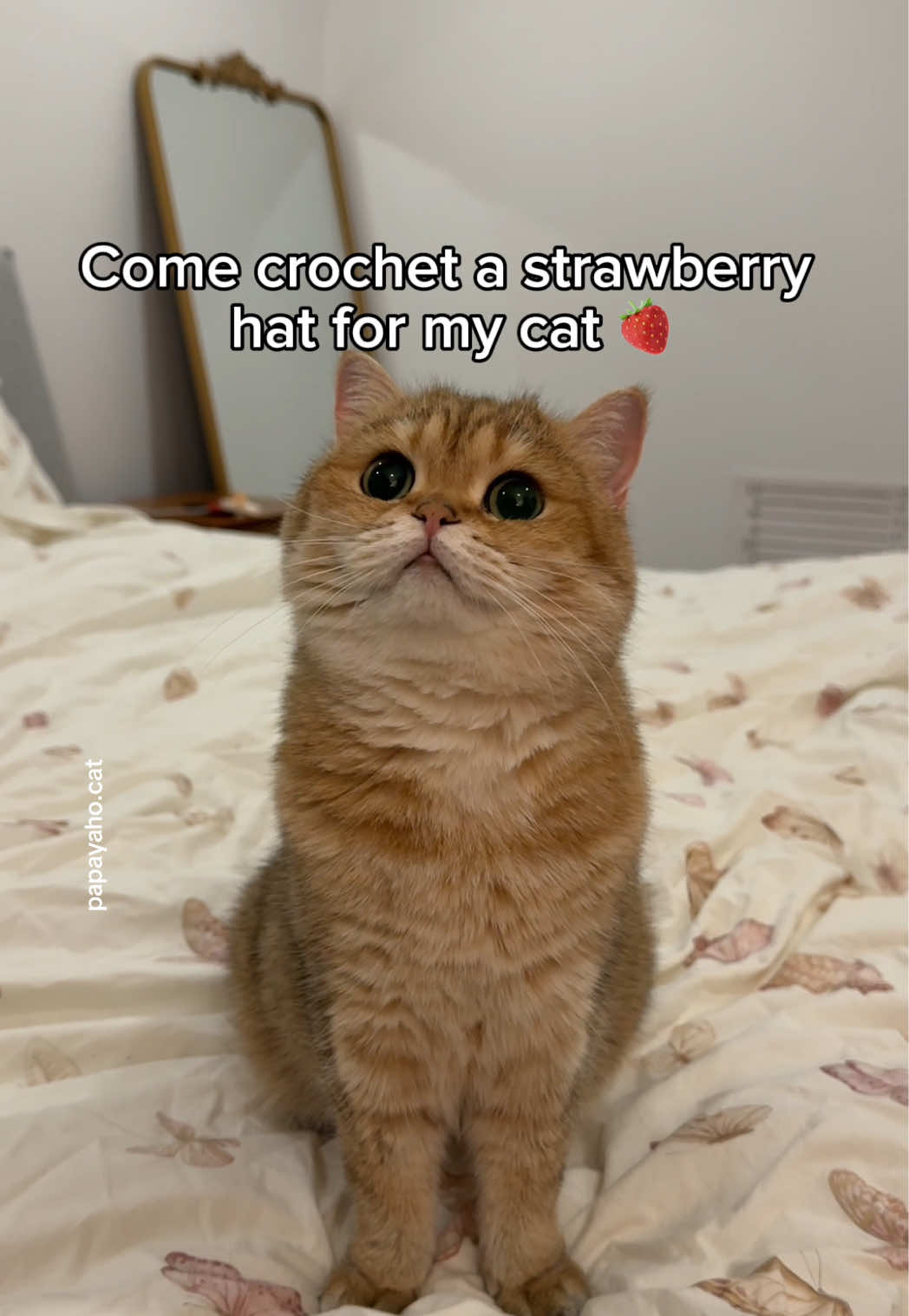 @Papaya the Cat