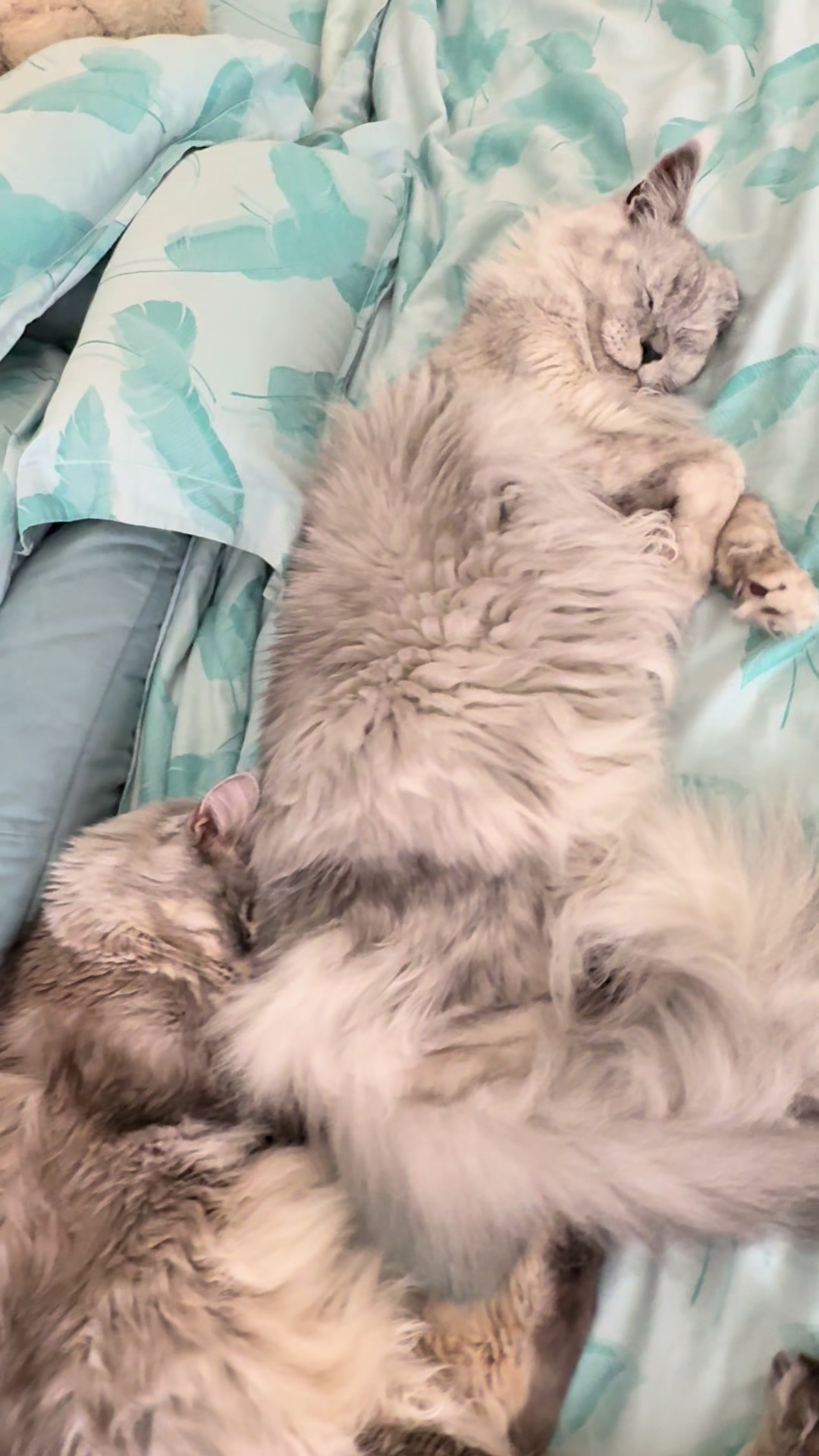 @Maine Coons | Ted & Kissa