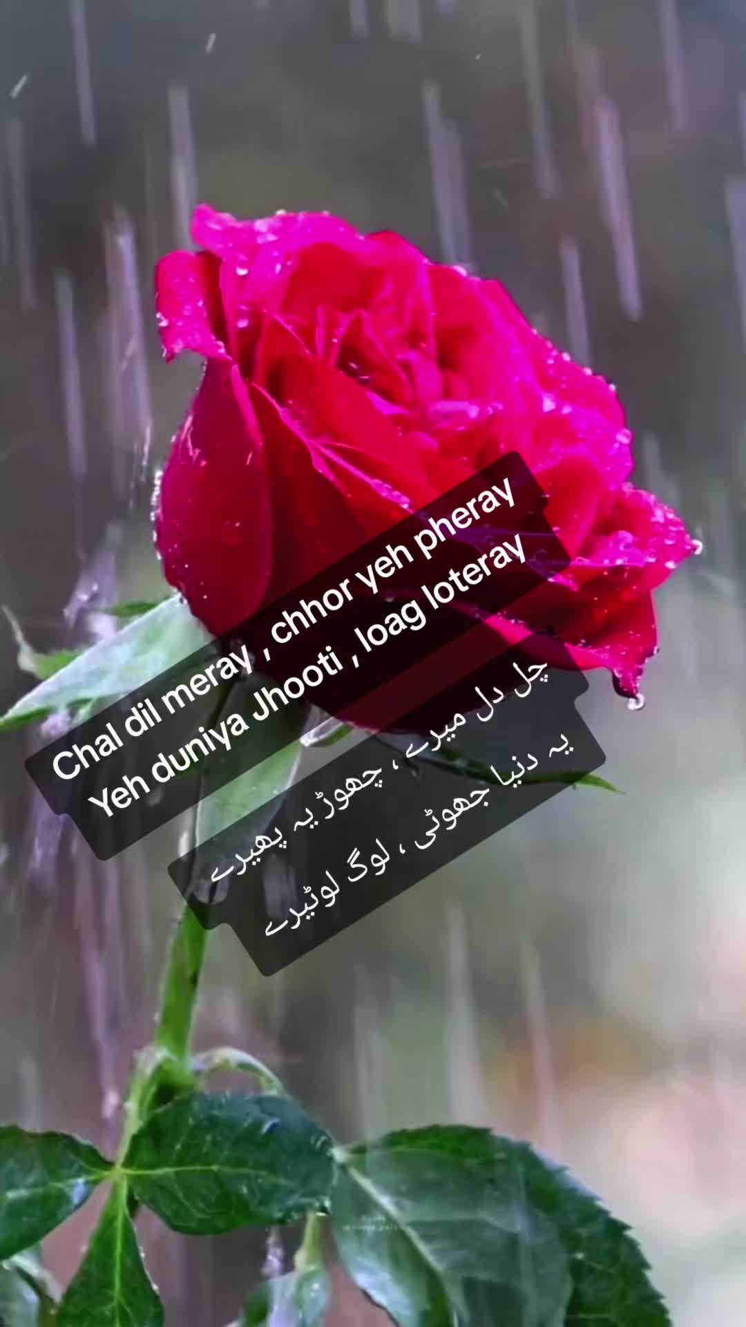 @Ammara 🇵🇰🇨🇦
