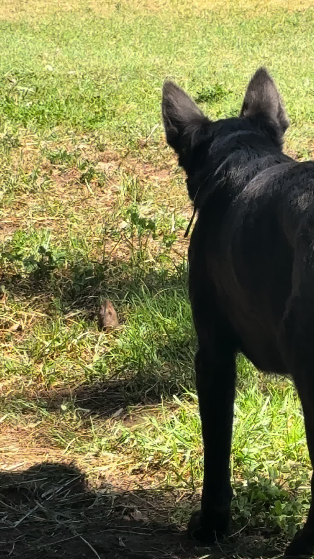 @staseasranch