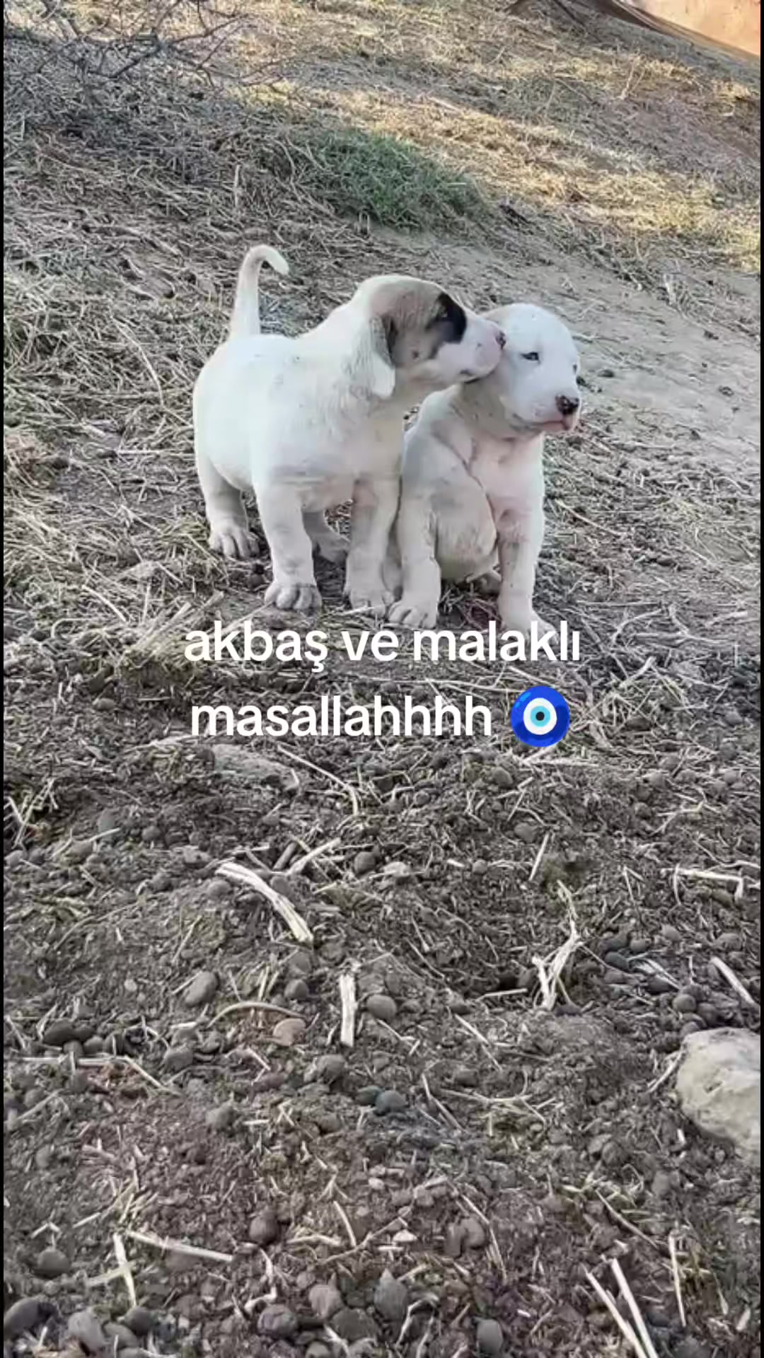@Yörükoğlu Yaşar 20