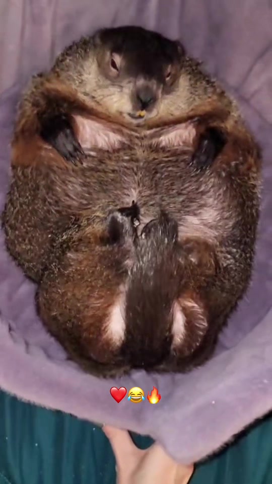 @Wilbur the Woodchuck