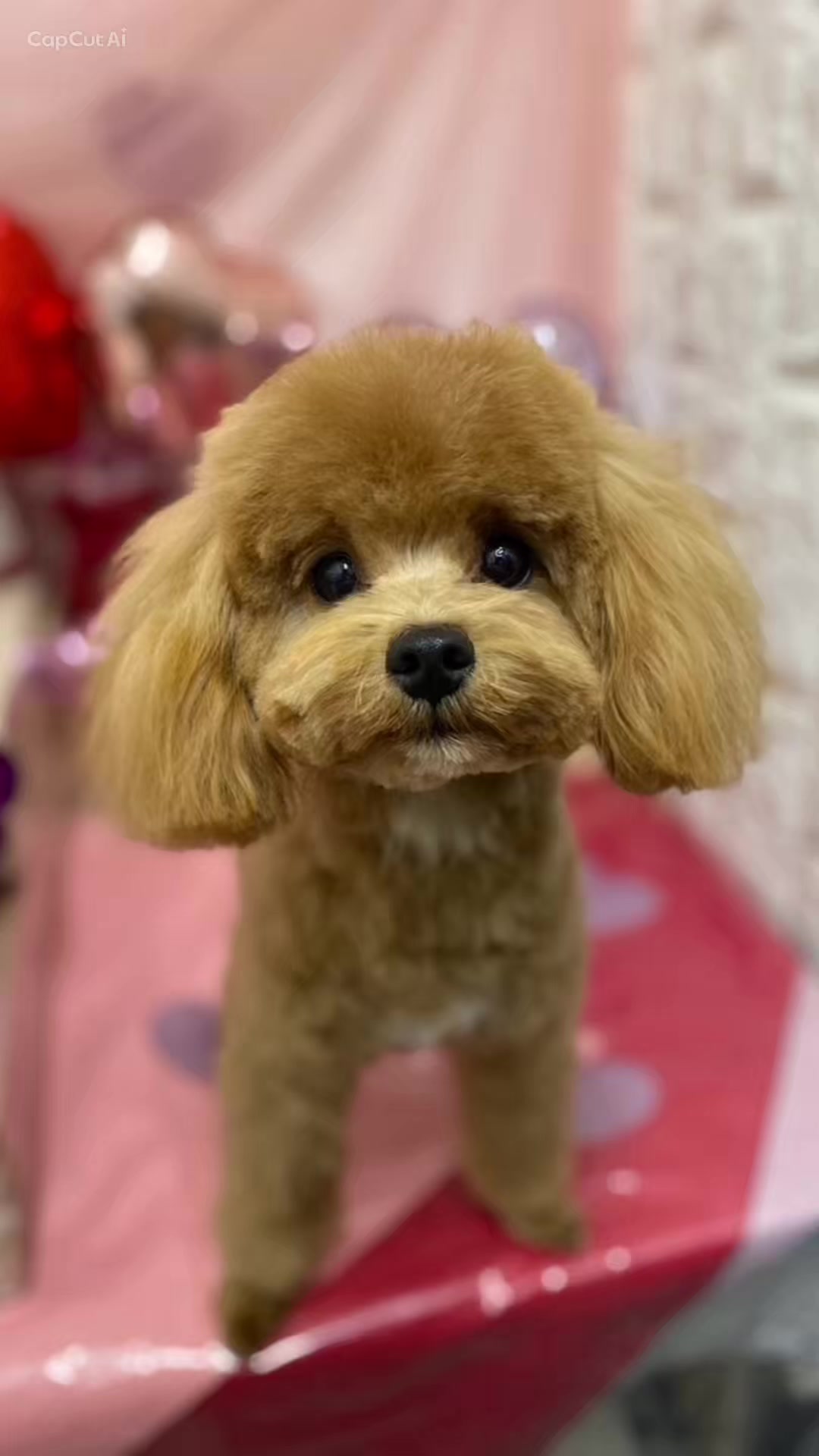 @Toshimi0923🐶🐾