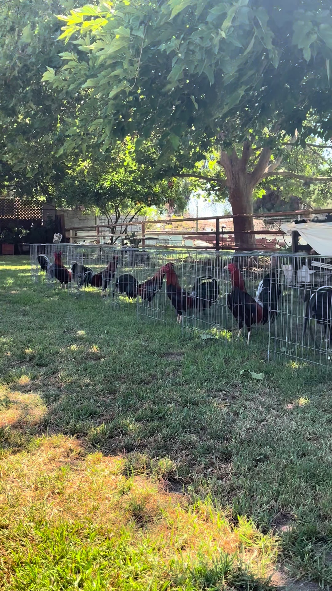 @Rancho_Ramirez209