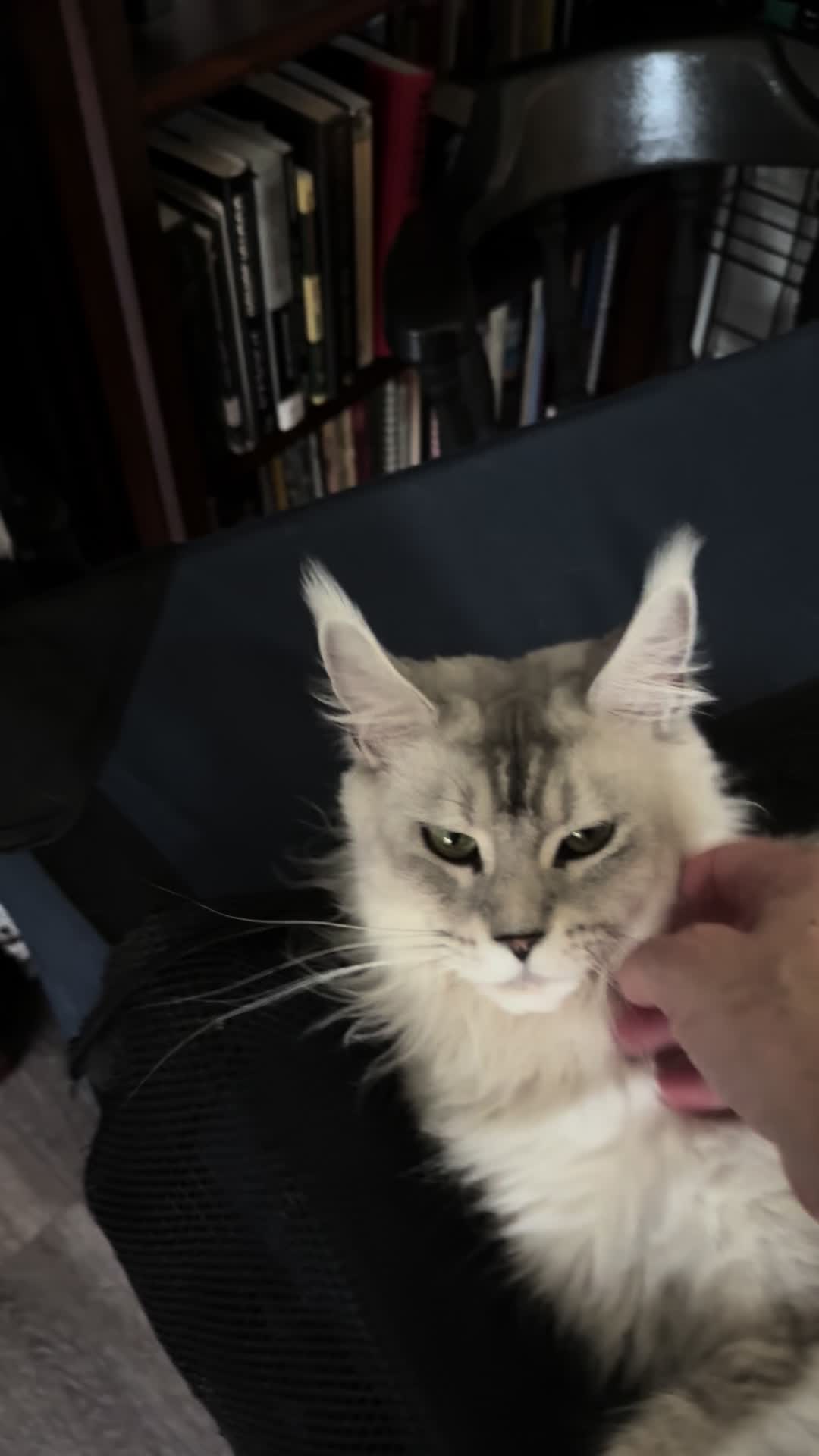 @StarKingdomMaineCoons