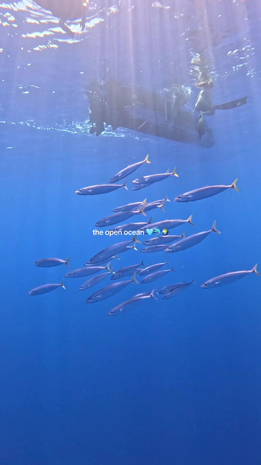 @Carissa 🐋🩵🌊