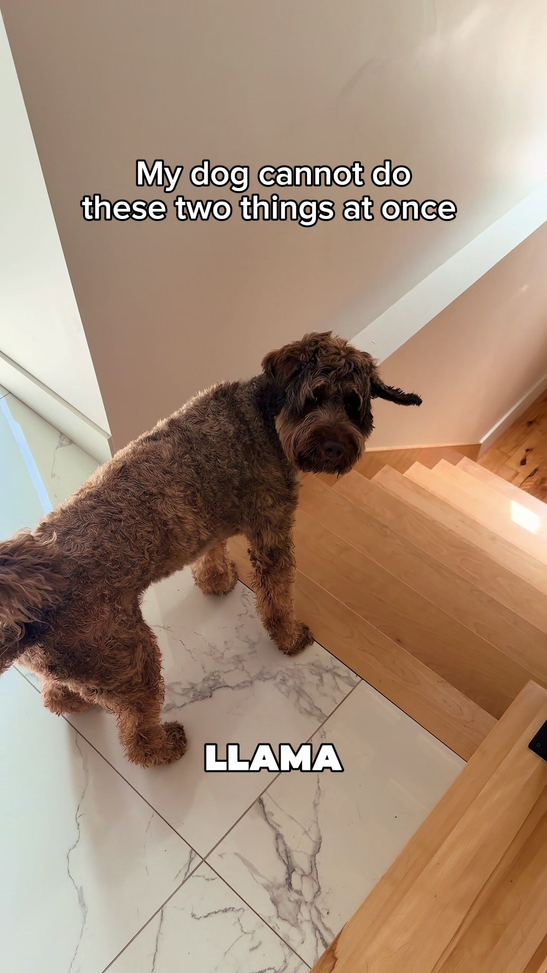 @Dogs Made Simple