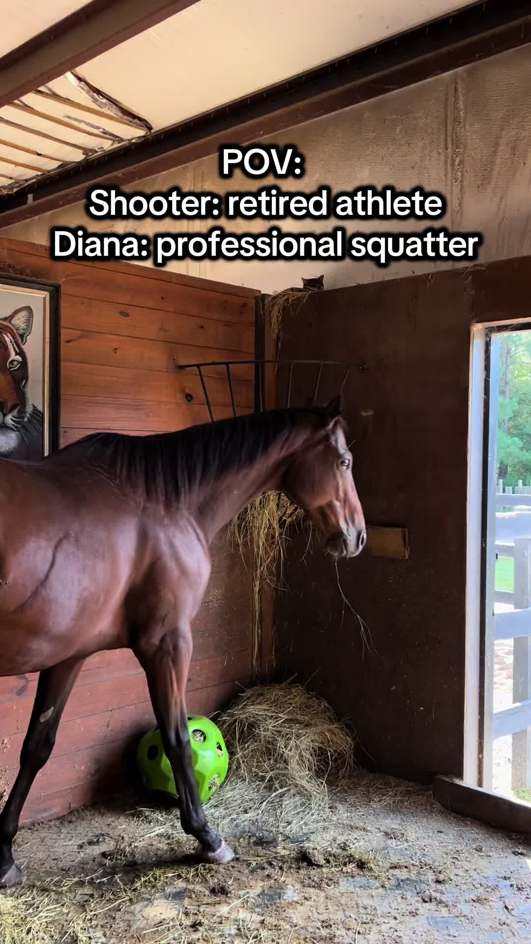 @Lacy & Shooter the OTTB