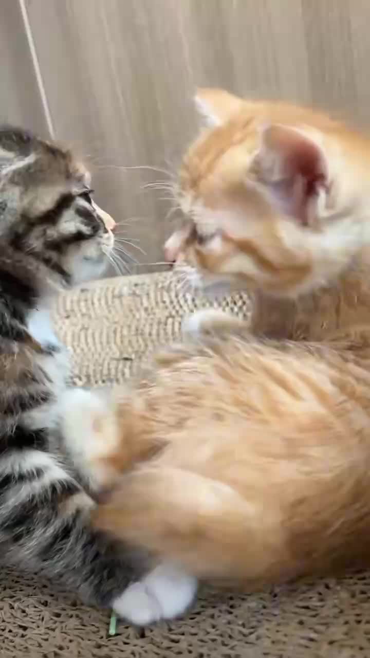 @Cat Love