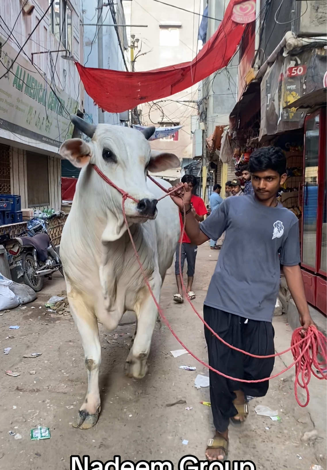 @Karachi Bull lovers