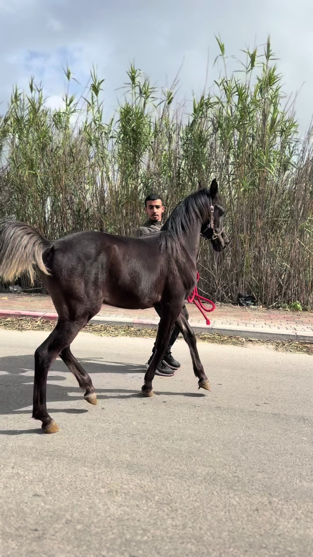 @חוסיין כעביה🐎