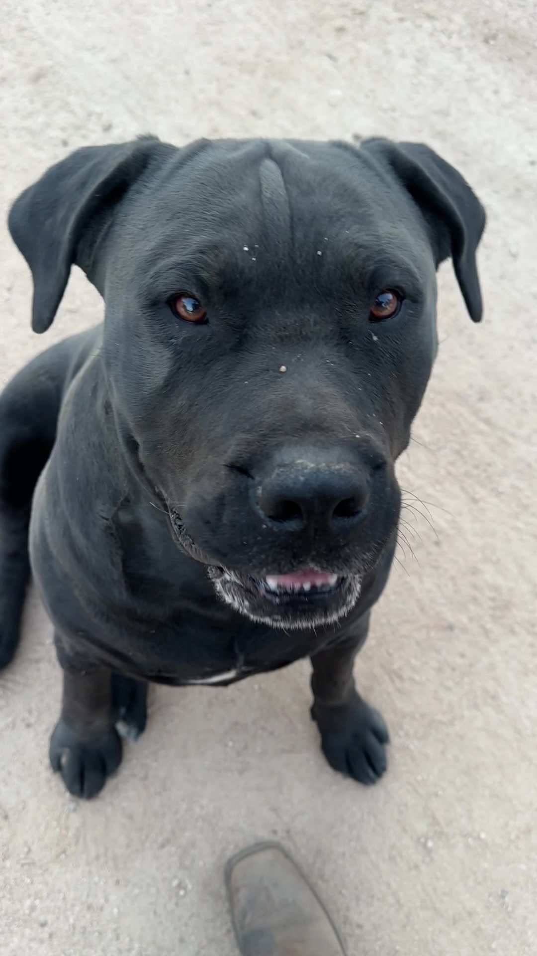 @Bigfoot Boerboels
