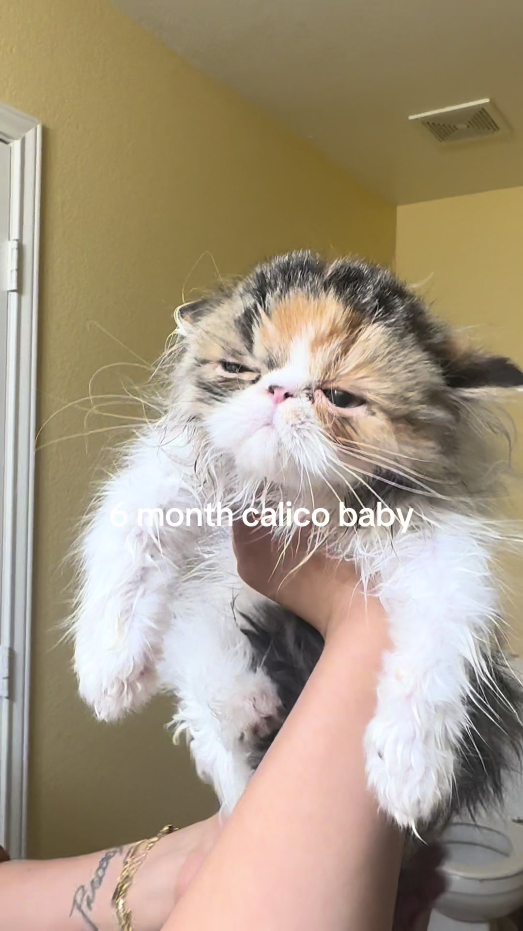 @henryetta.the.cat.lady