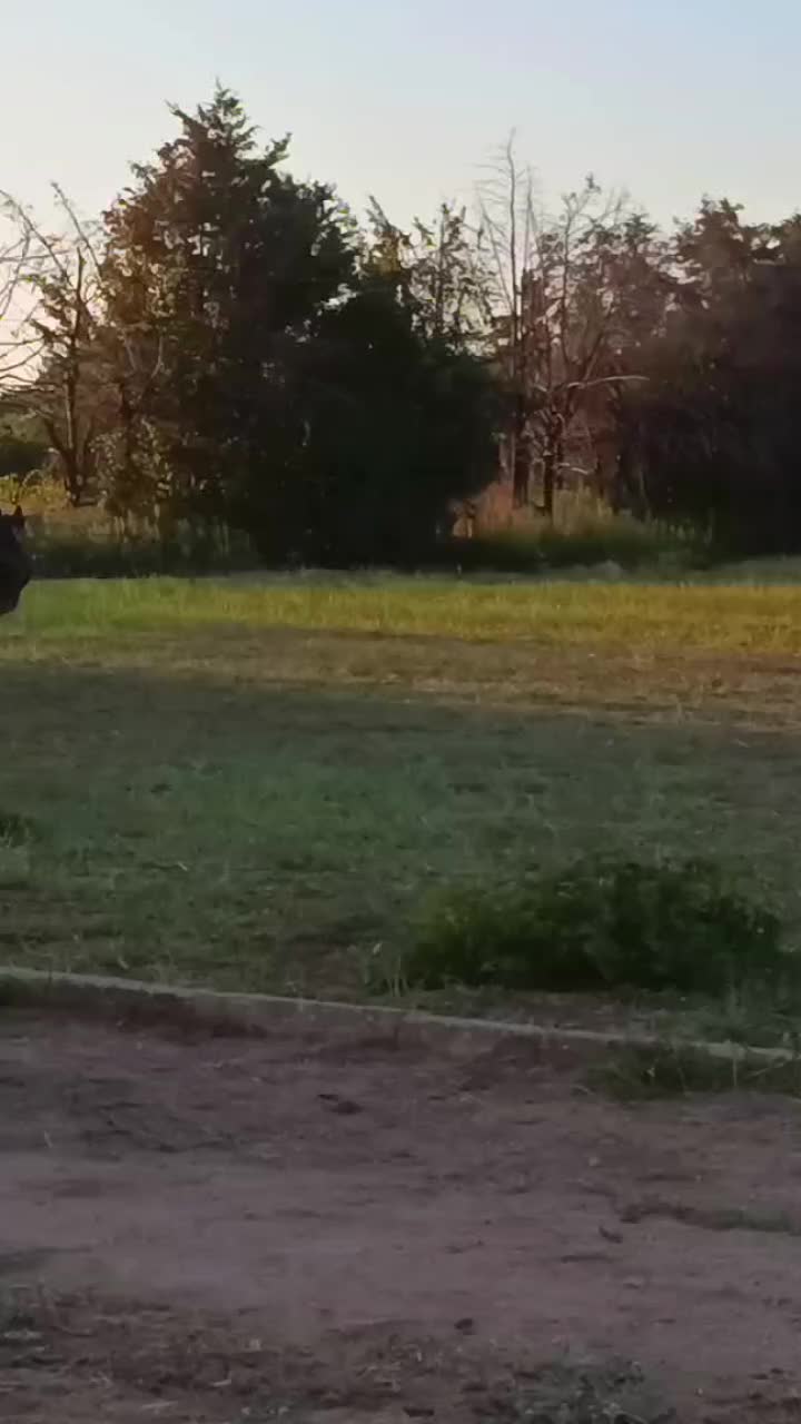 @GypsyHorse