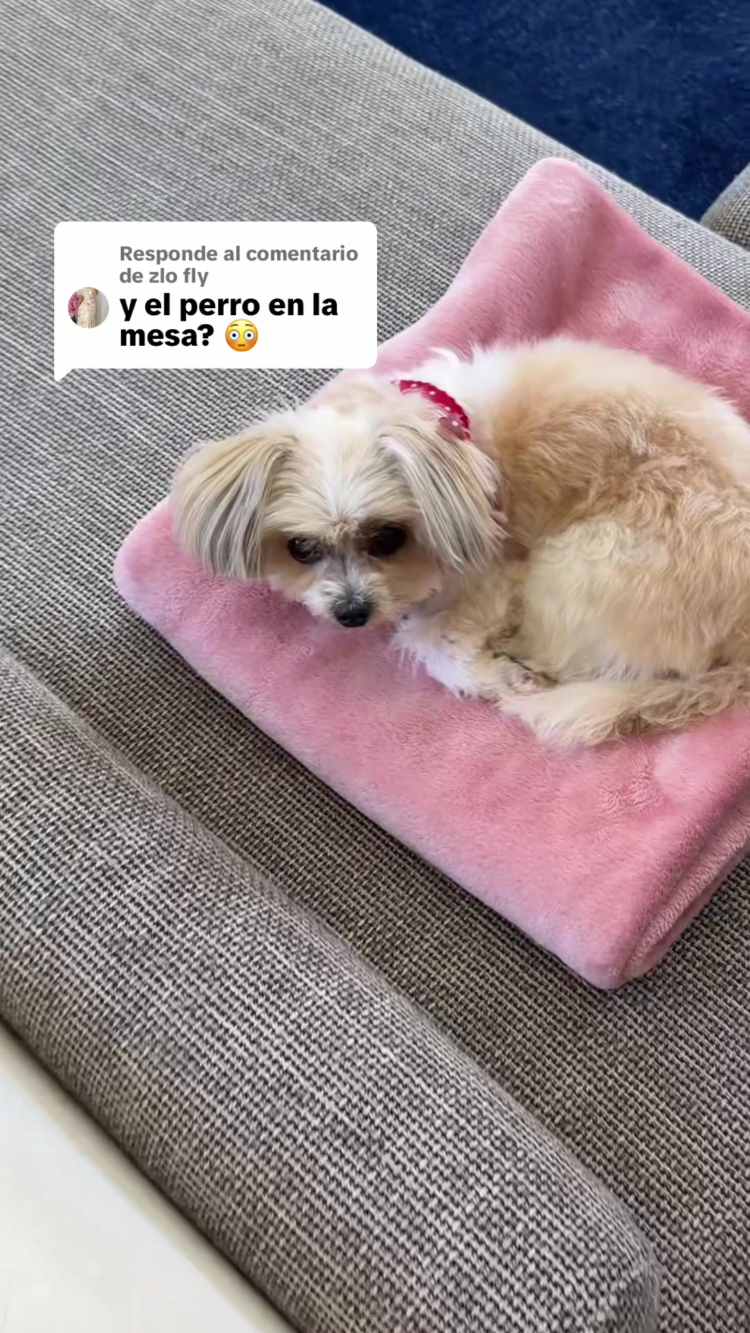 @Aniadys