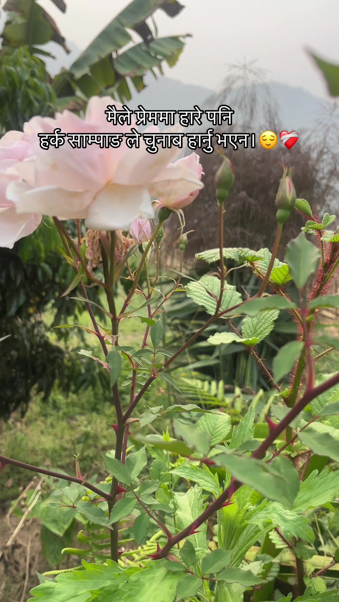 @ʀᴏᴍᴀɴ 