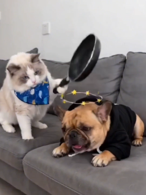 @PawBuddieshome