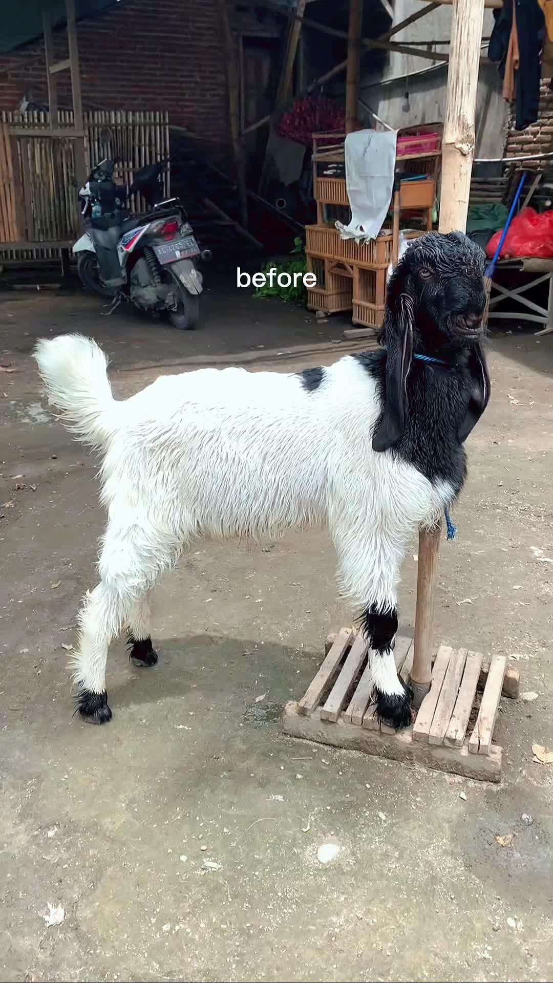 @DA FARM