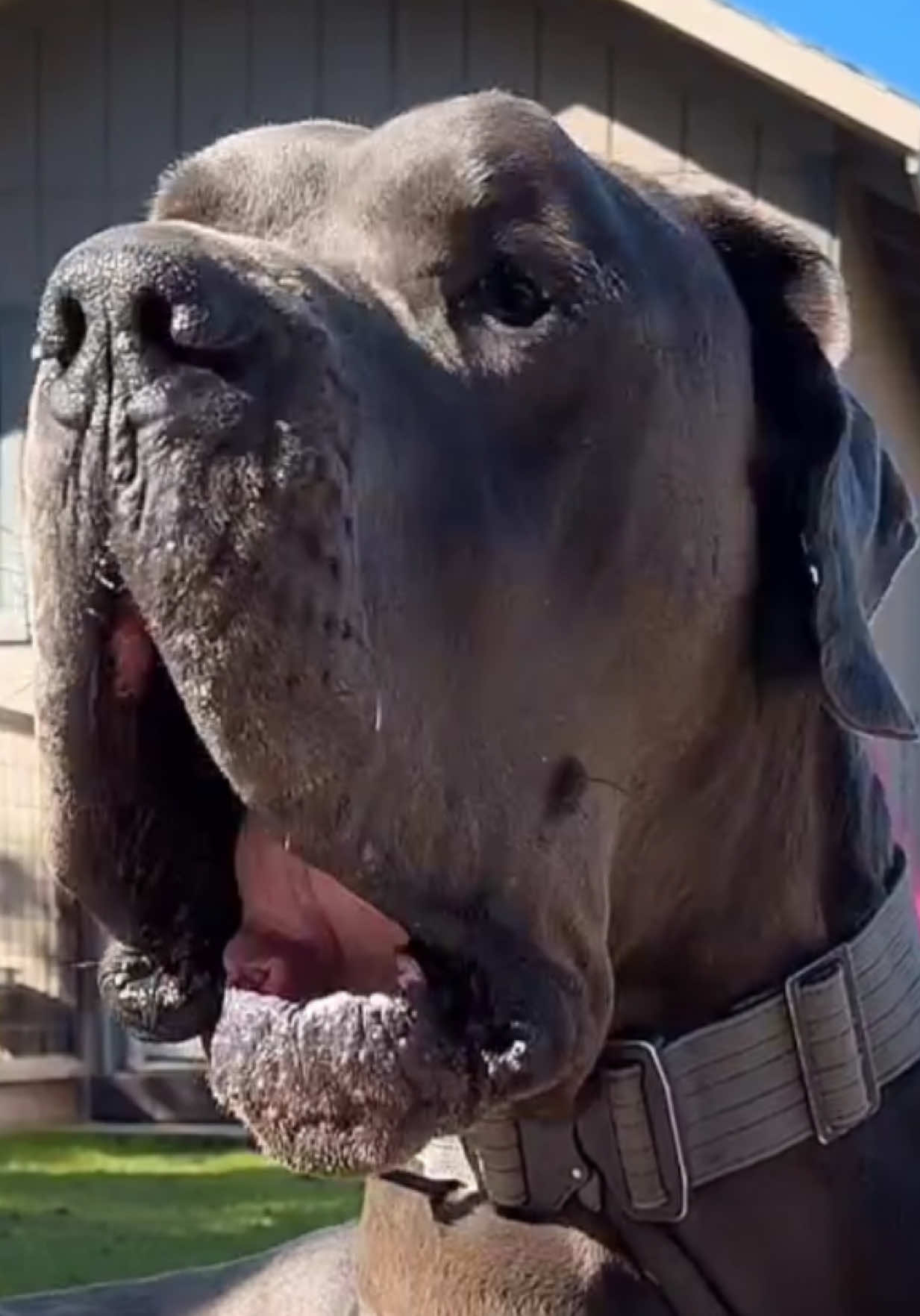 @GUNNER | Great Dane