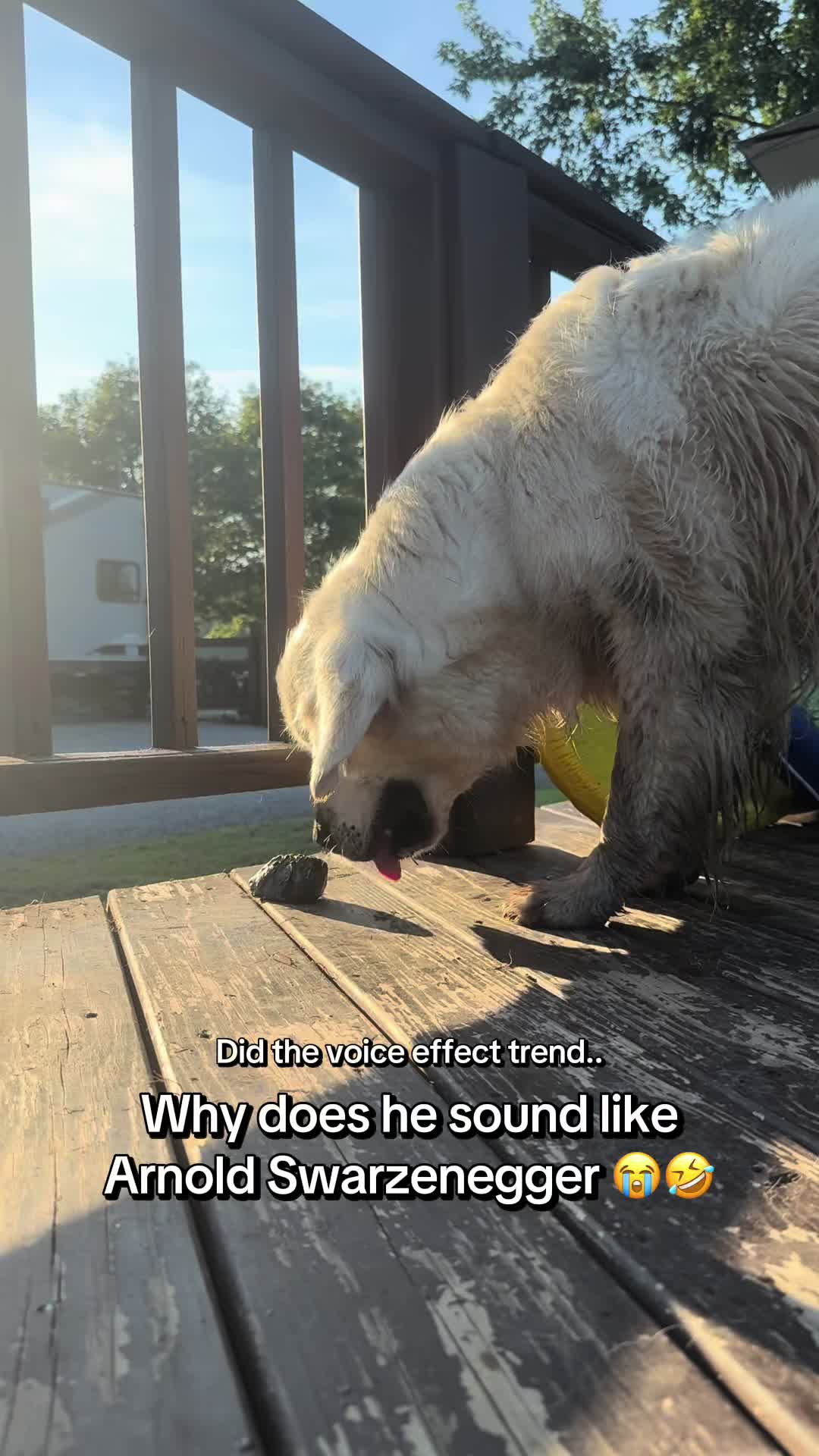 @archie.and.the.egg