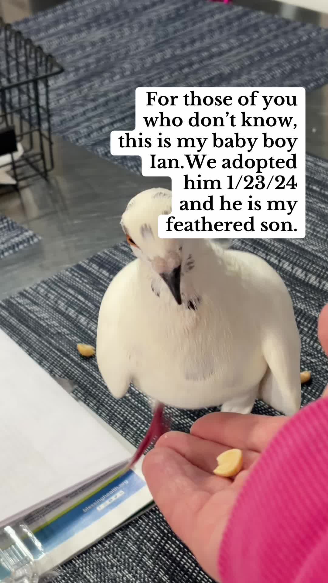 @Lindsay ⬅️ MO Pigeon Mama 🐦🔵