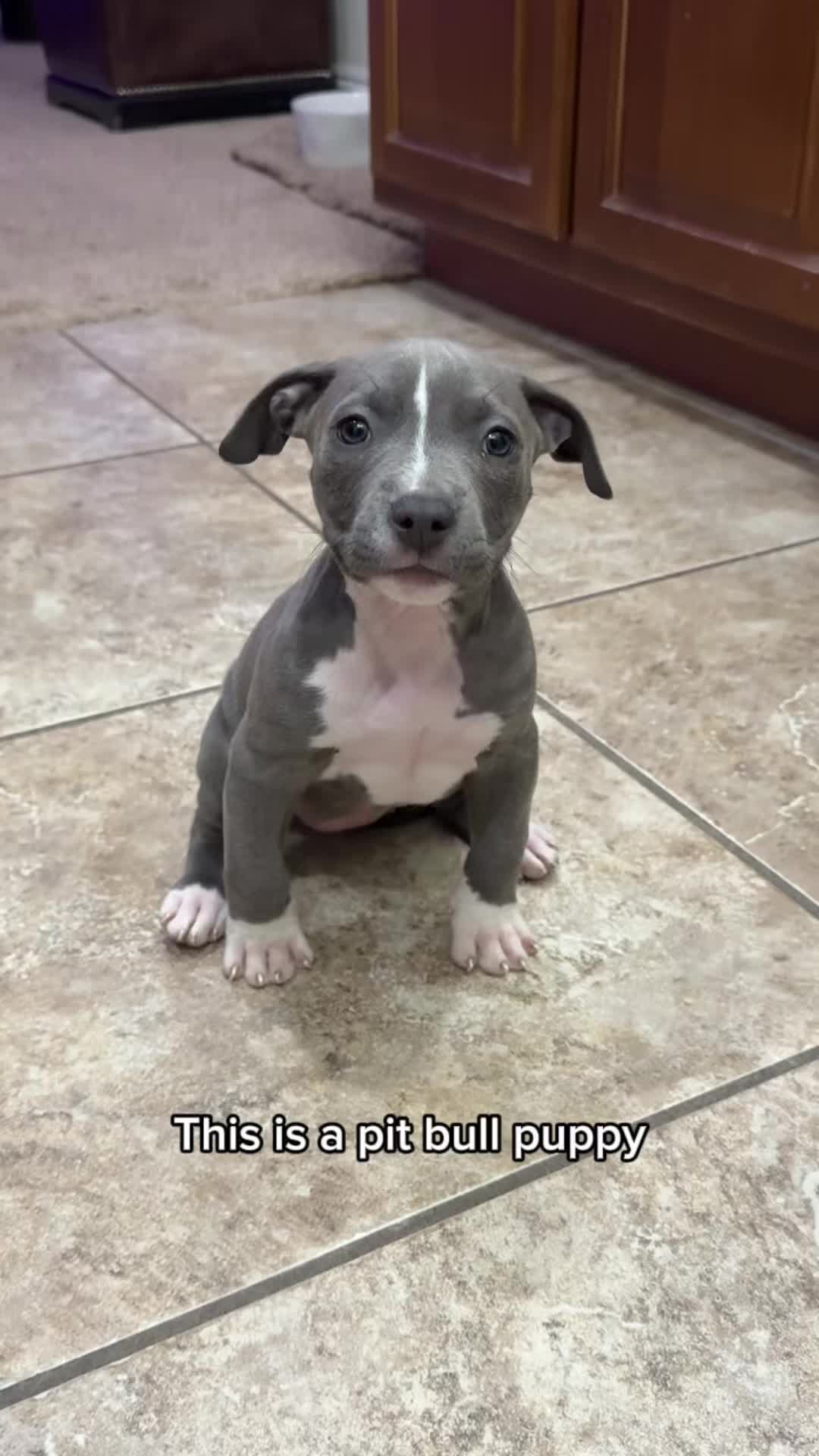 @@knight_thepit