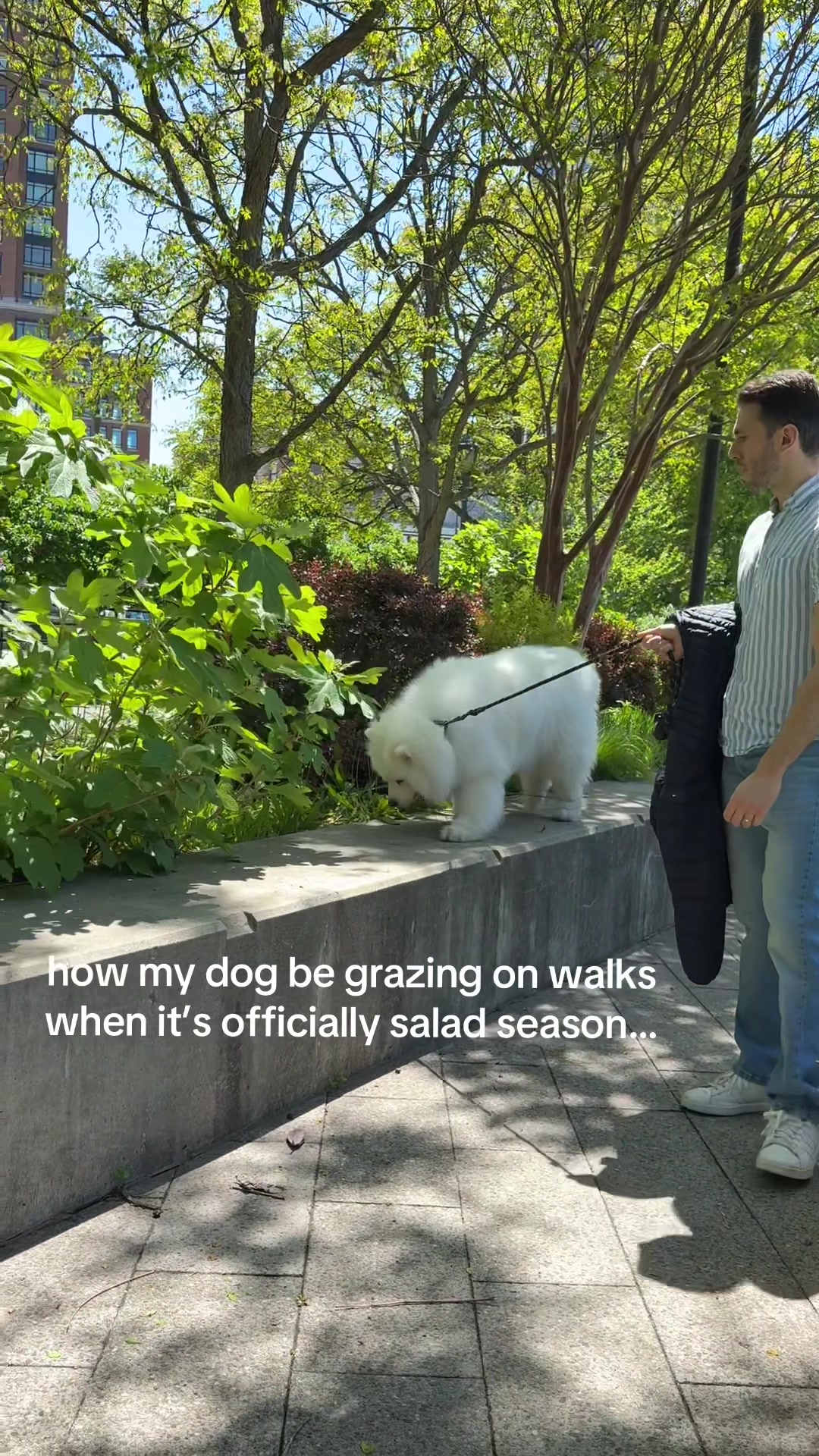 @Biff the Samoyed