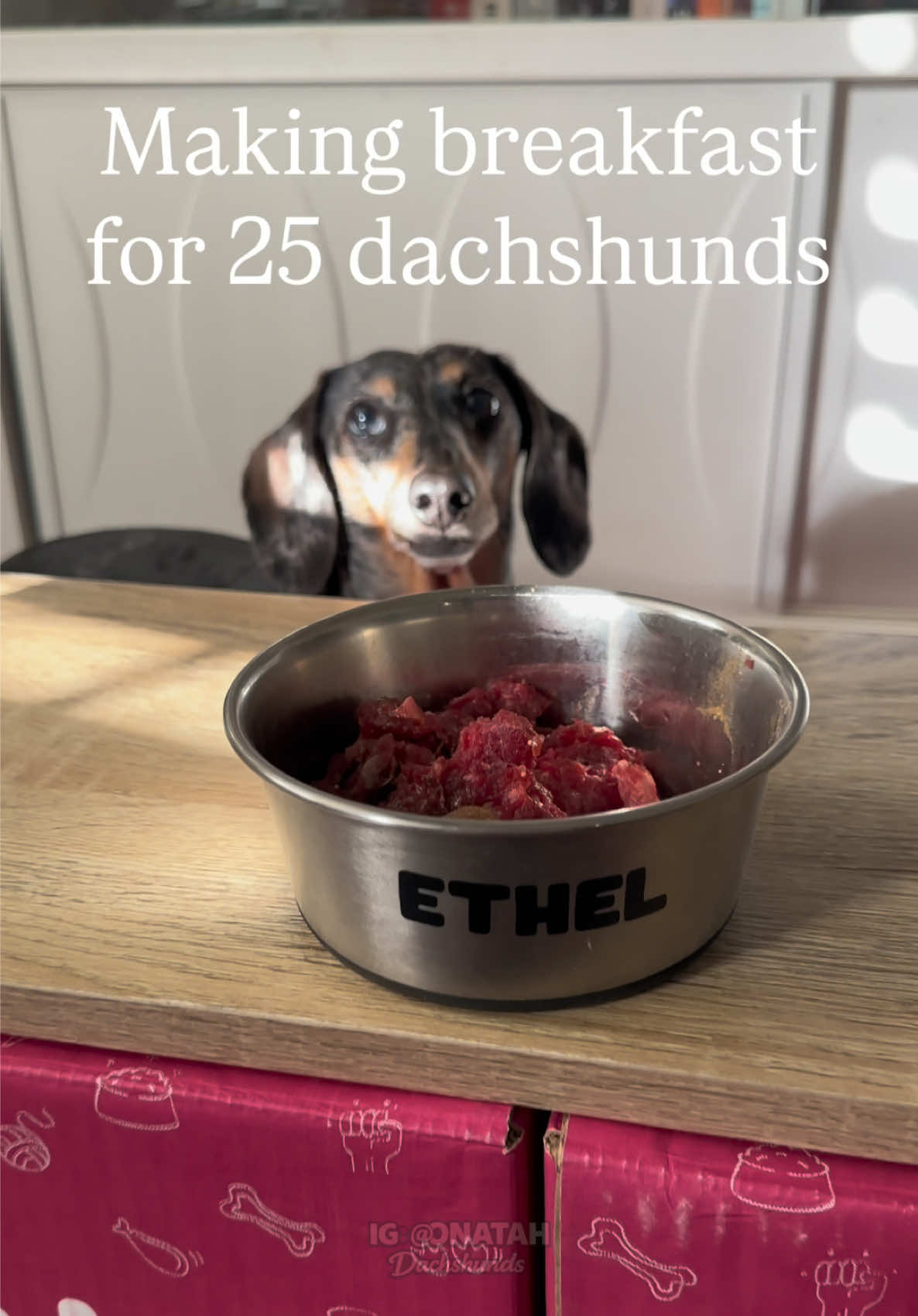 @ONATAH Dachshunds