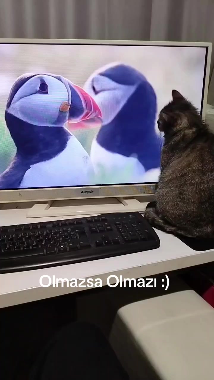 @Mavi Tektaş