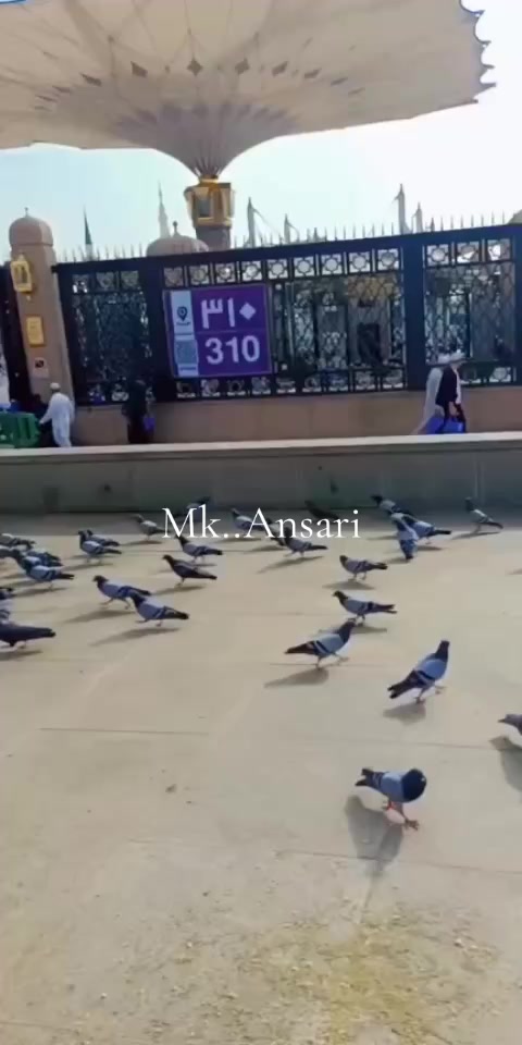 @Maira Kanwal Ansari official