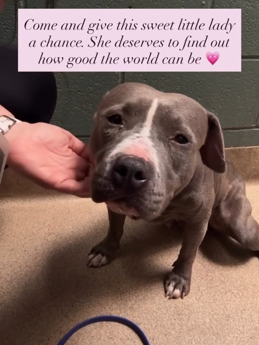 @Oakland Animal Services