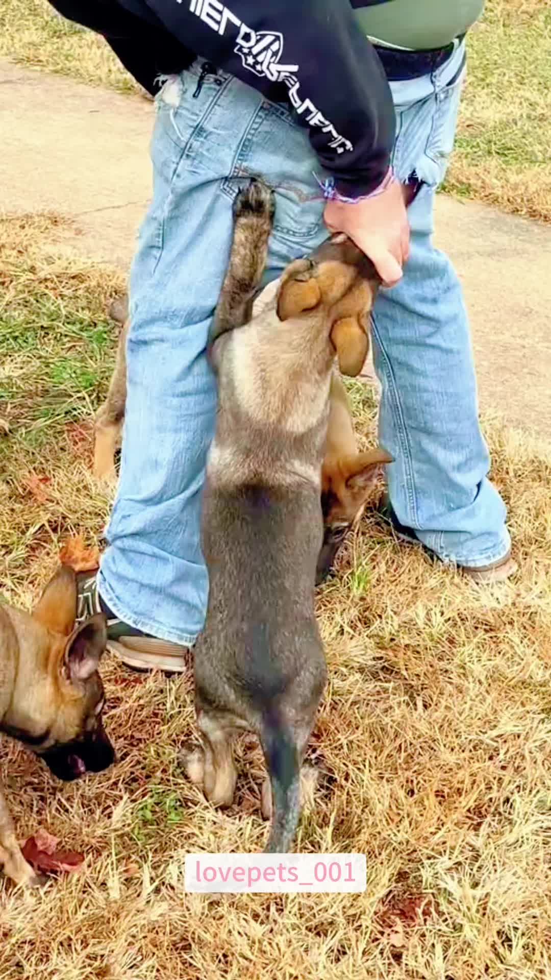 @lovepets_001