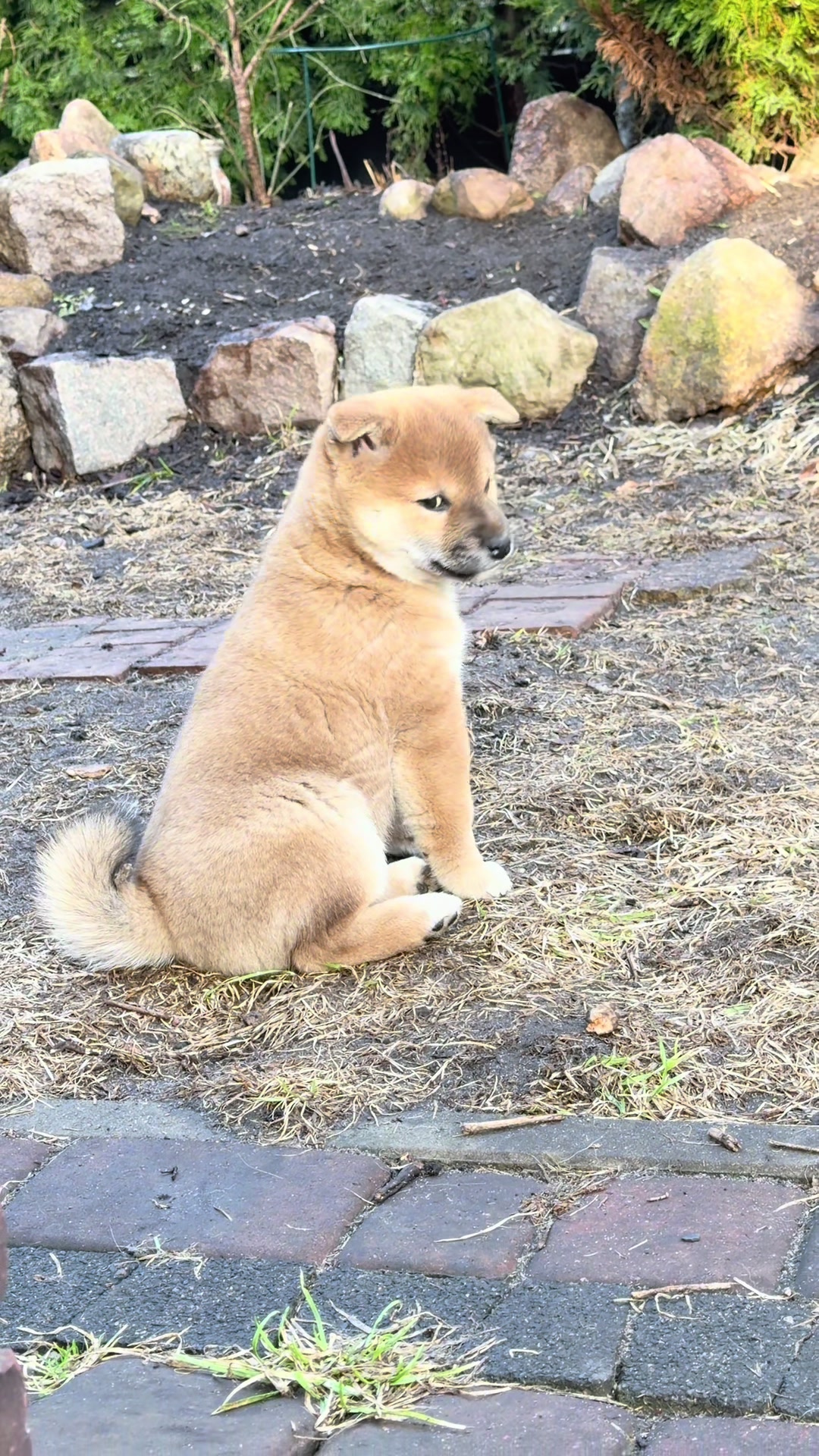 @Shiba GoNanKaiho hodowla FCI