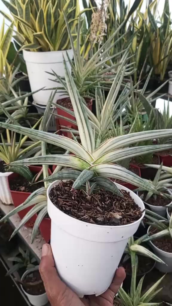 @clara flora.ind